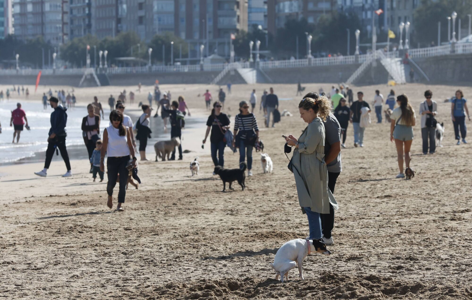 Regreso de los perros a la playa de San Lorenzo.