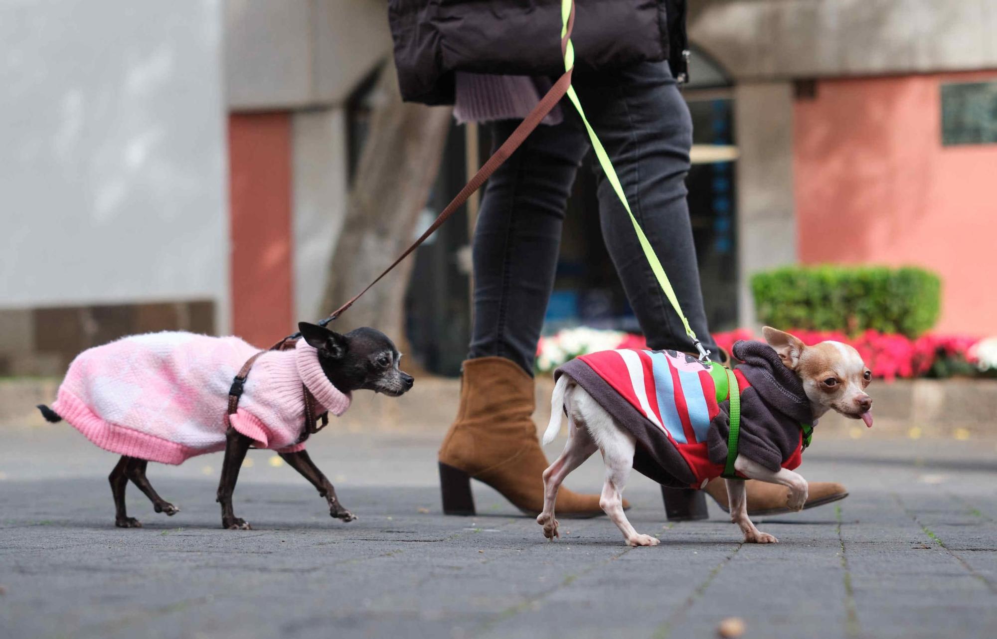 Feria de la Adopción de Mascotas de La Laguna