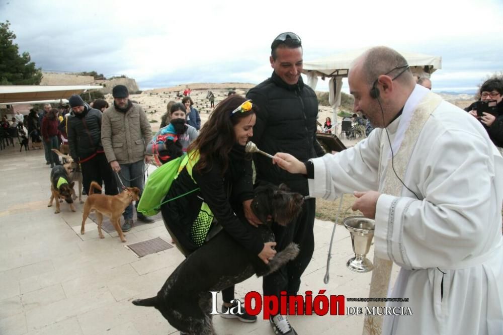 Jornada especial por San Antón en la Fortaleza del Sol de Lorca