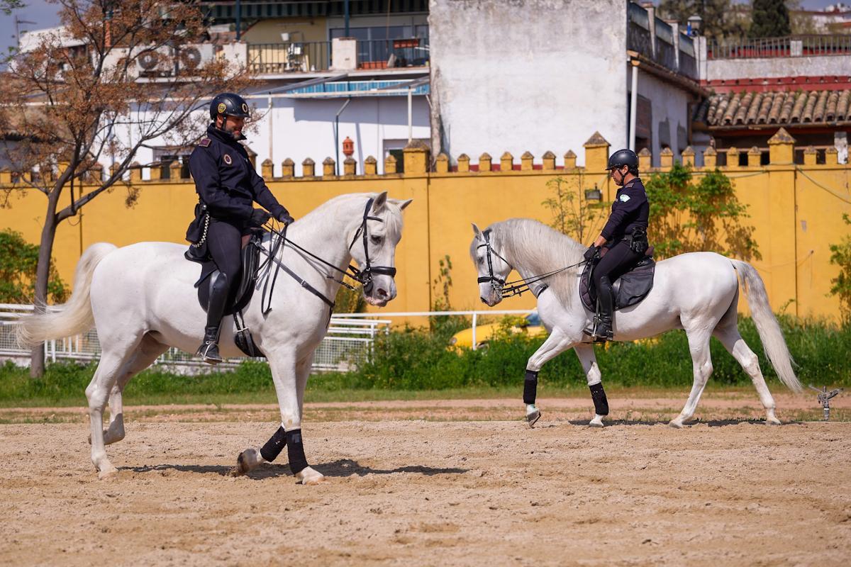 La unidad de caballería de la Policía Local de Córdoba cumple 150 años La unidad de caballería de la Policía Local de Córdoba cumple 150 años