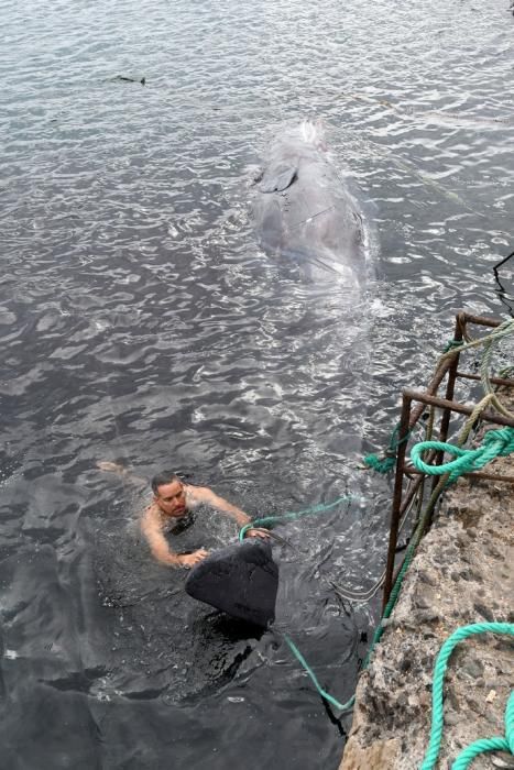 14/03/2019 TALIARTE. TELDE. Recogida del cachalote varado en la costa de Telde.   Fotografa: YAIZA SOCORRO.