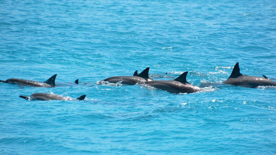 Avistan una manada de delfines junto a la costa de Tabarca