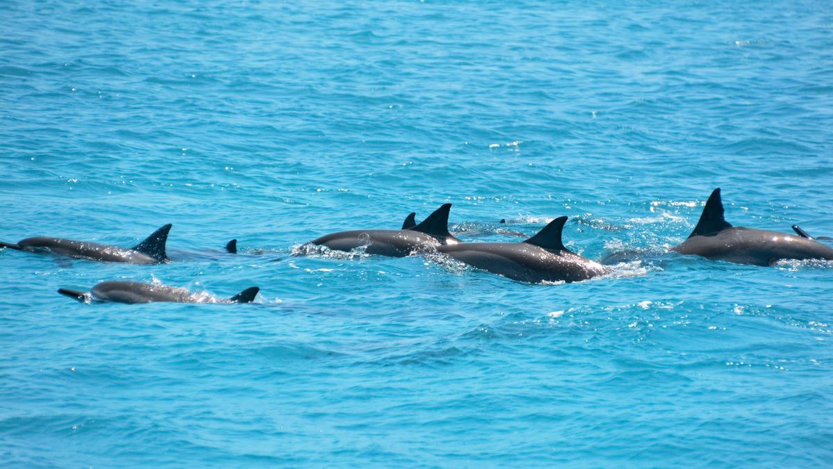 Grupo de delfines mulares.