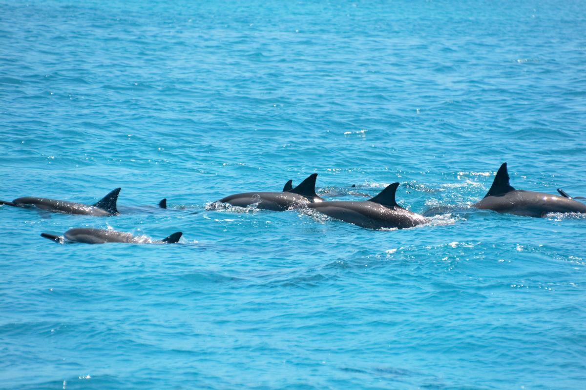 Grupo de delfines mulares.