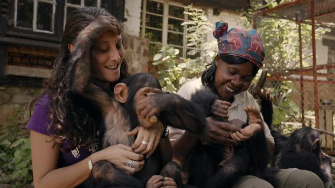 Mama documental chimpancés