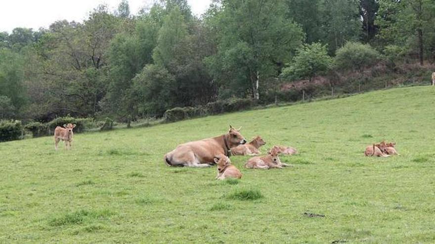 Vacas, en un prado en la zona de Piloña.