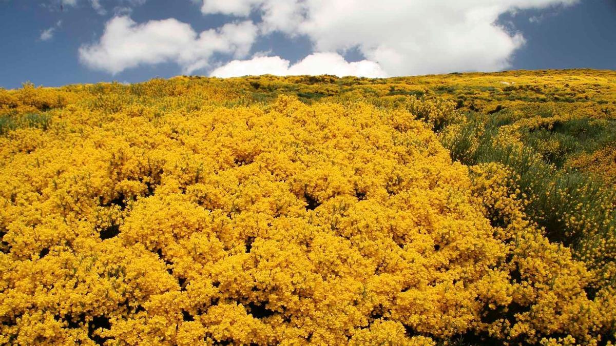 Piorno en flor.