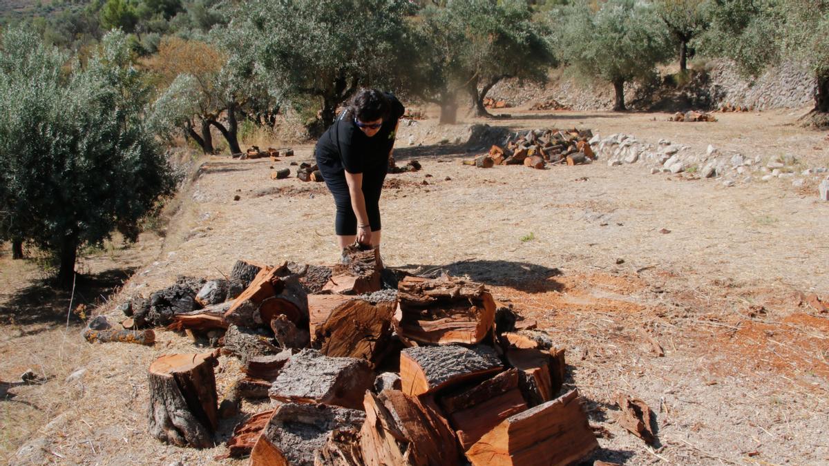 Almendros arrancados en un campo de cultivo del municipio de Famorca.