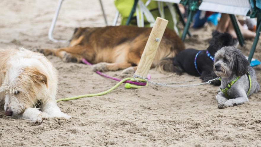 Vuelve la playa canina de Pinedo y estas son las normas de acceso