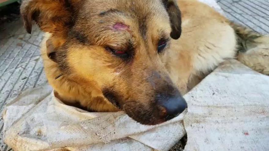 Perro maltratado encontrado en un contenedor en Oviedo