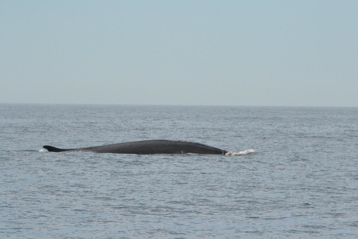 Una de las ballenas avistadas por el ‘Ría de Ferrol’.