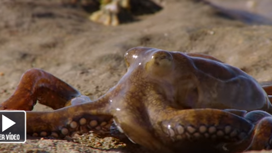 Misterio en la playa: los pulpos se van de paseo y salen del mar