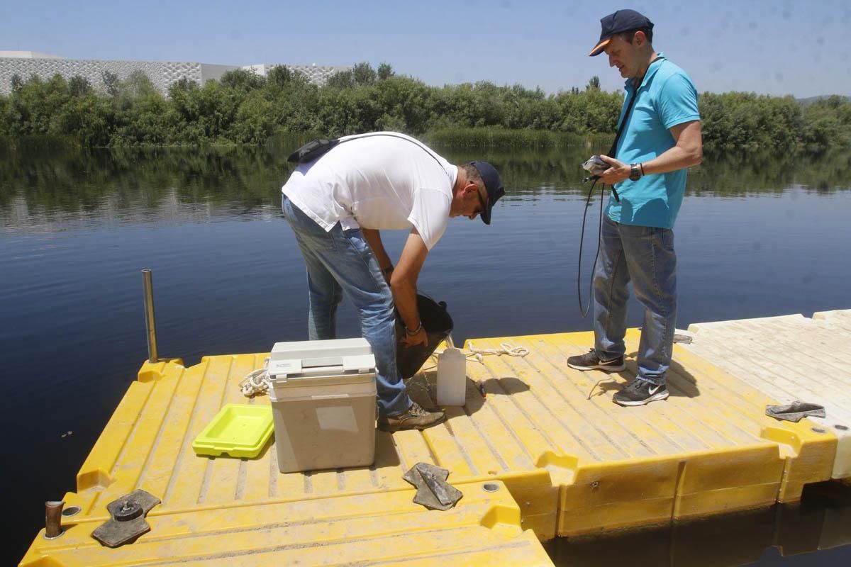 Fotogalería / Vertido de orujo en el Guadalquivir