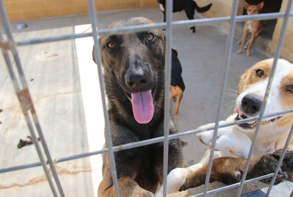 Visita a la Protectora de Animales y Plantas de Málaga