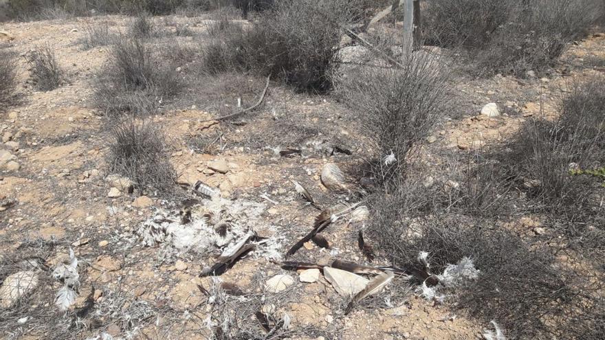 Iberdrola debe corregir 2.450 apoyos eléctricos en la Región para proteger a las aves