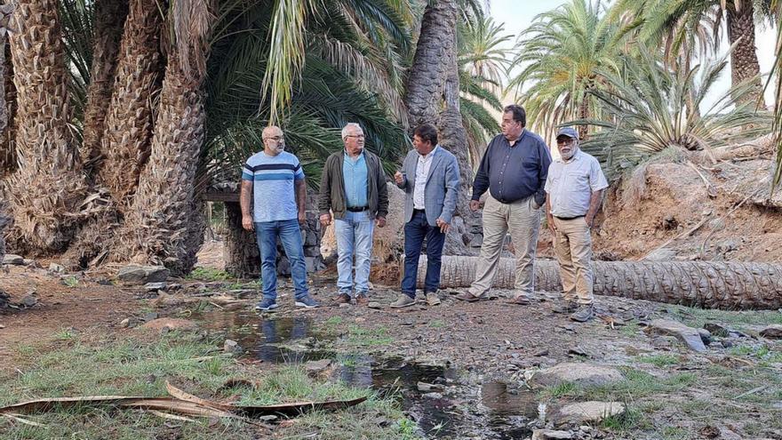 El Gobierno activa un plan para salvar los palmerales de Río Palmas y Ajuy