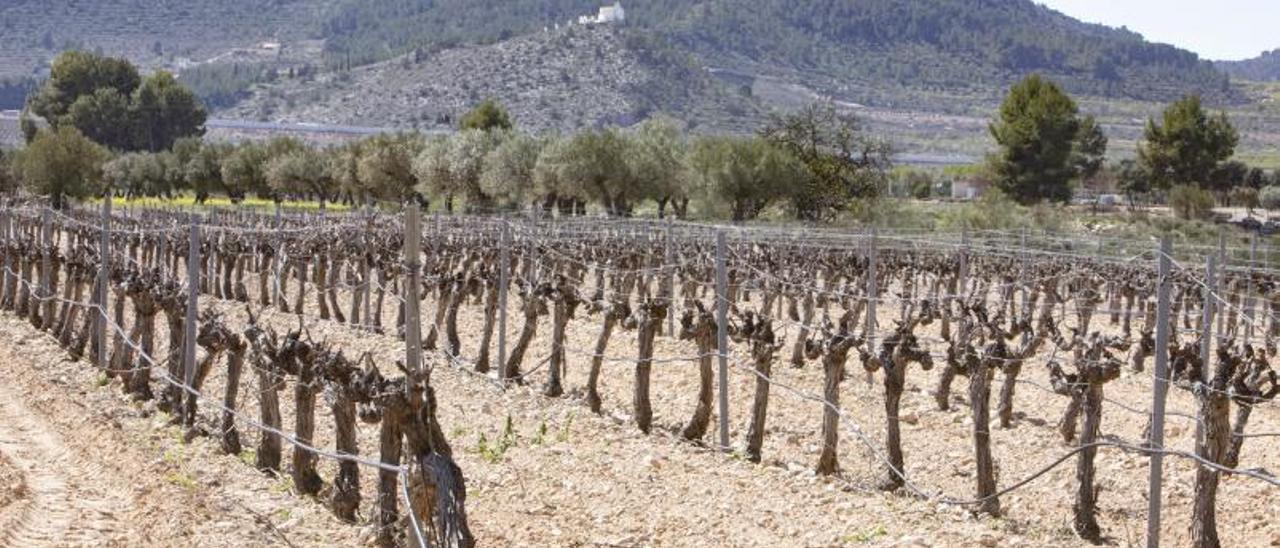 La Font de la Figuera. Viñas y Bodega Arraez. | PERALES IBORRA