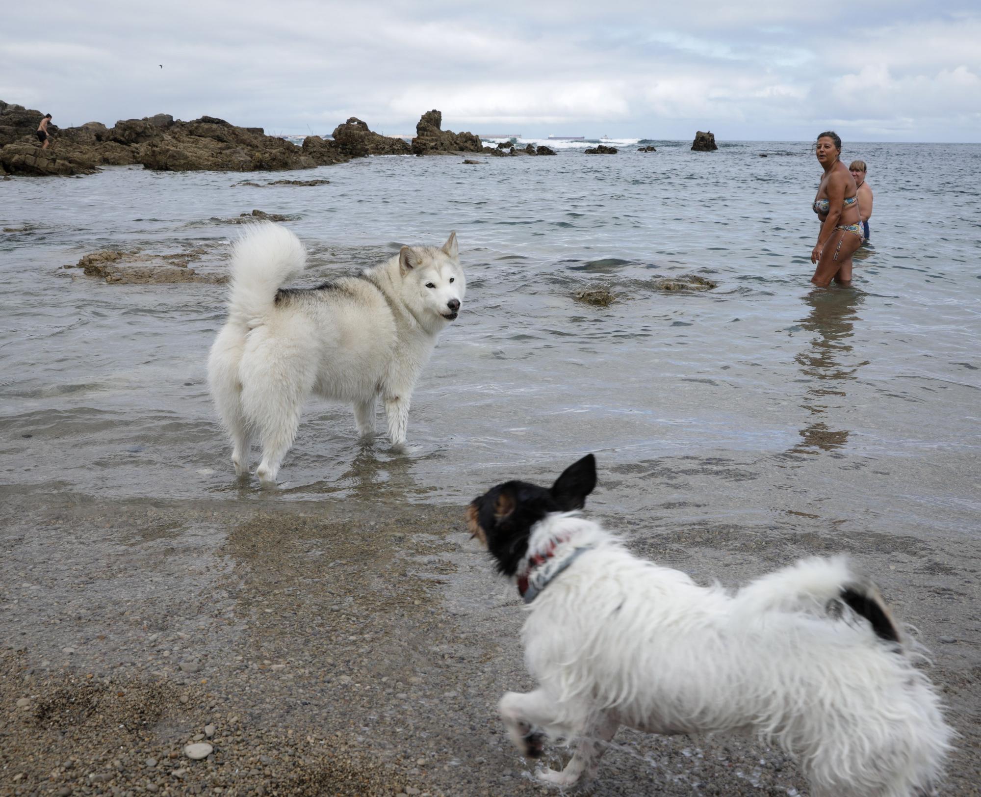 En imágenes: El perro y el bañista disfrutan en armonía
