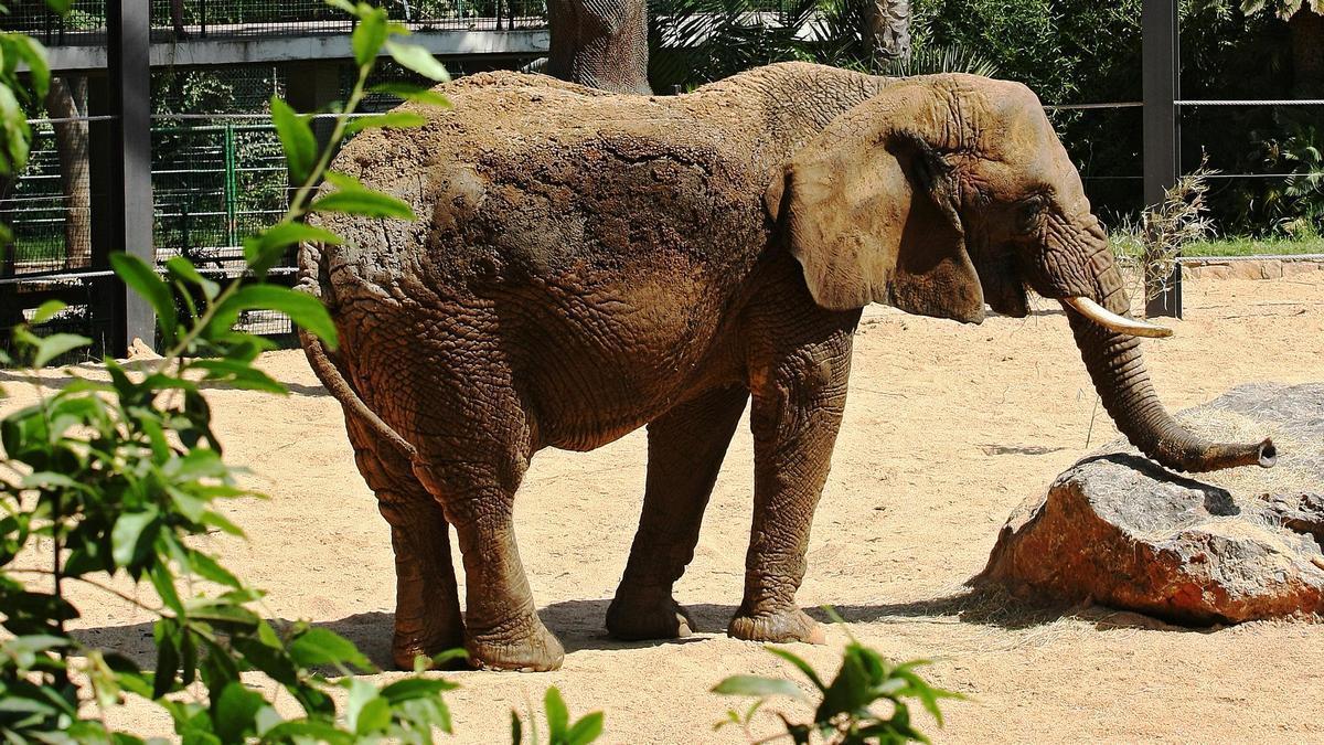 Muere Yoyo, la elefanta más longeva del mundo, en el Zoo de Barcelona.