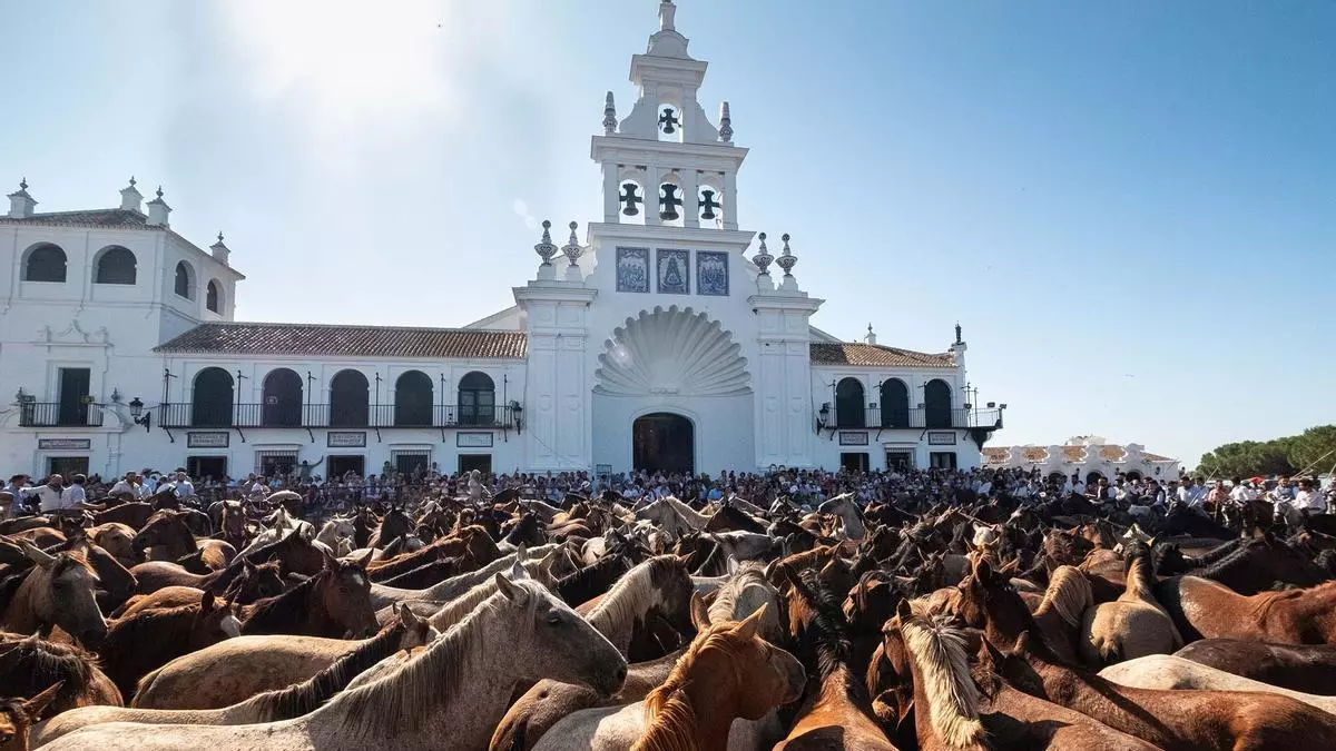 Así fue la Saca de las Yeguas 2025 de Doñana a El Rocío: un pilar de la ‘santísima trinidad’ del almonteño