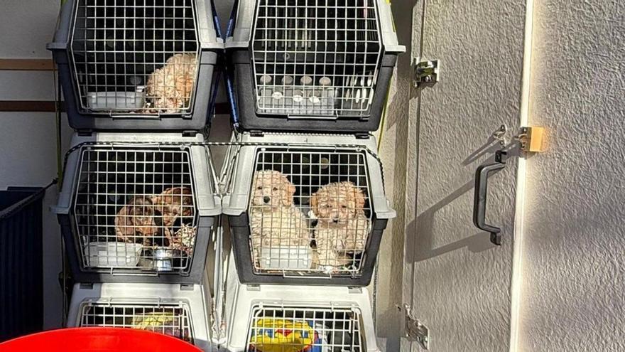 Los Mossos alertan del repunte del tráfico ilegal de perros en la AP-7: “Puede ser un foco de posibles enfermedades”