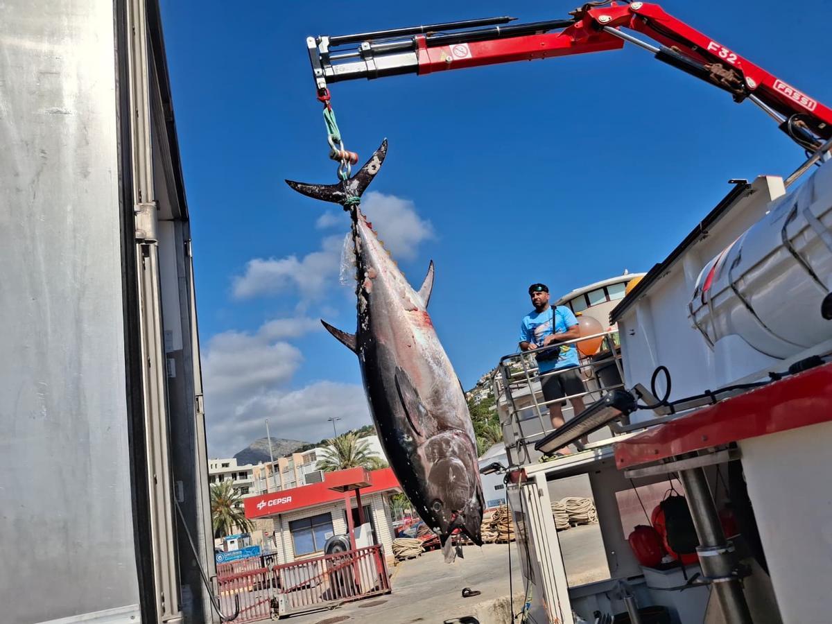 Actividad frenética en el puerto de Xàbia: las imágenes de la descarga de los atunes