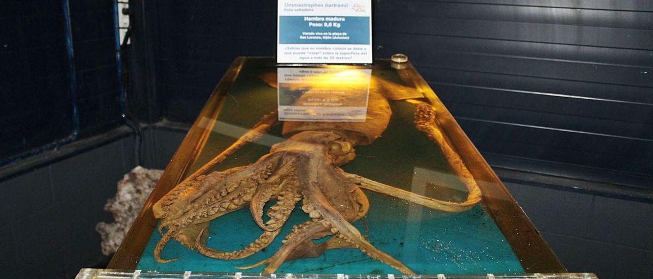 Hembra de calamar gigante, en la exposición cedida en 2017 al Ayuntamiento de Valdés por Cepesma.