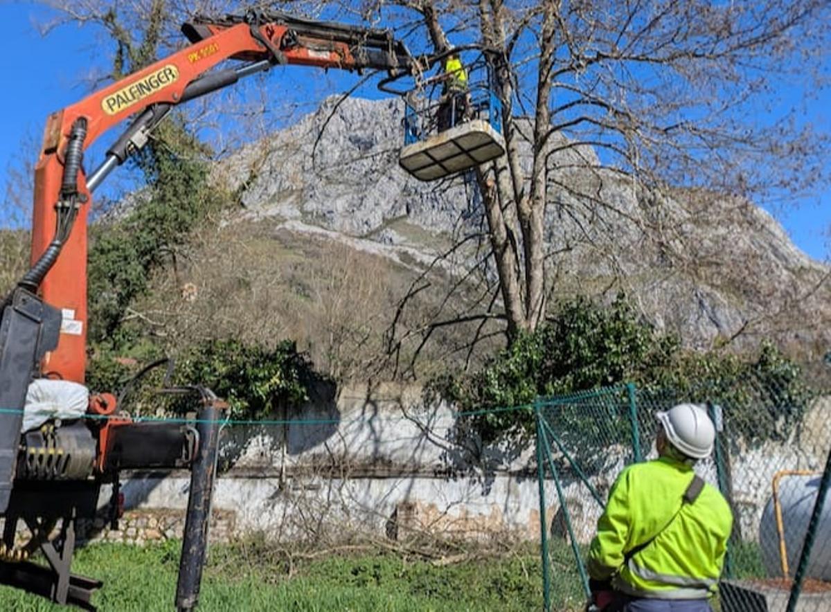 Trabajos de retirada de árboles.
