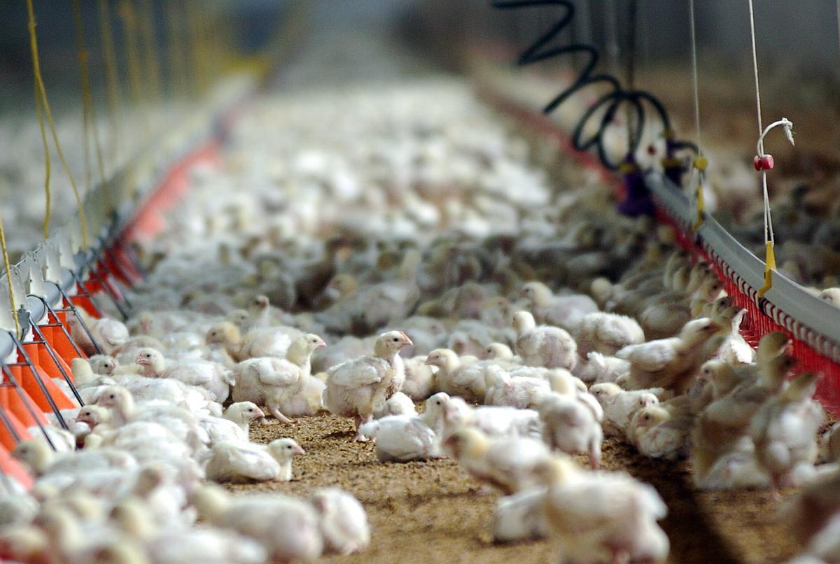 Una granja de pollos, en una imagen de archivo.