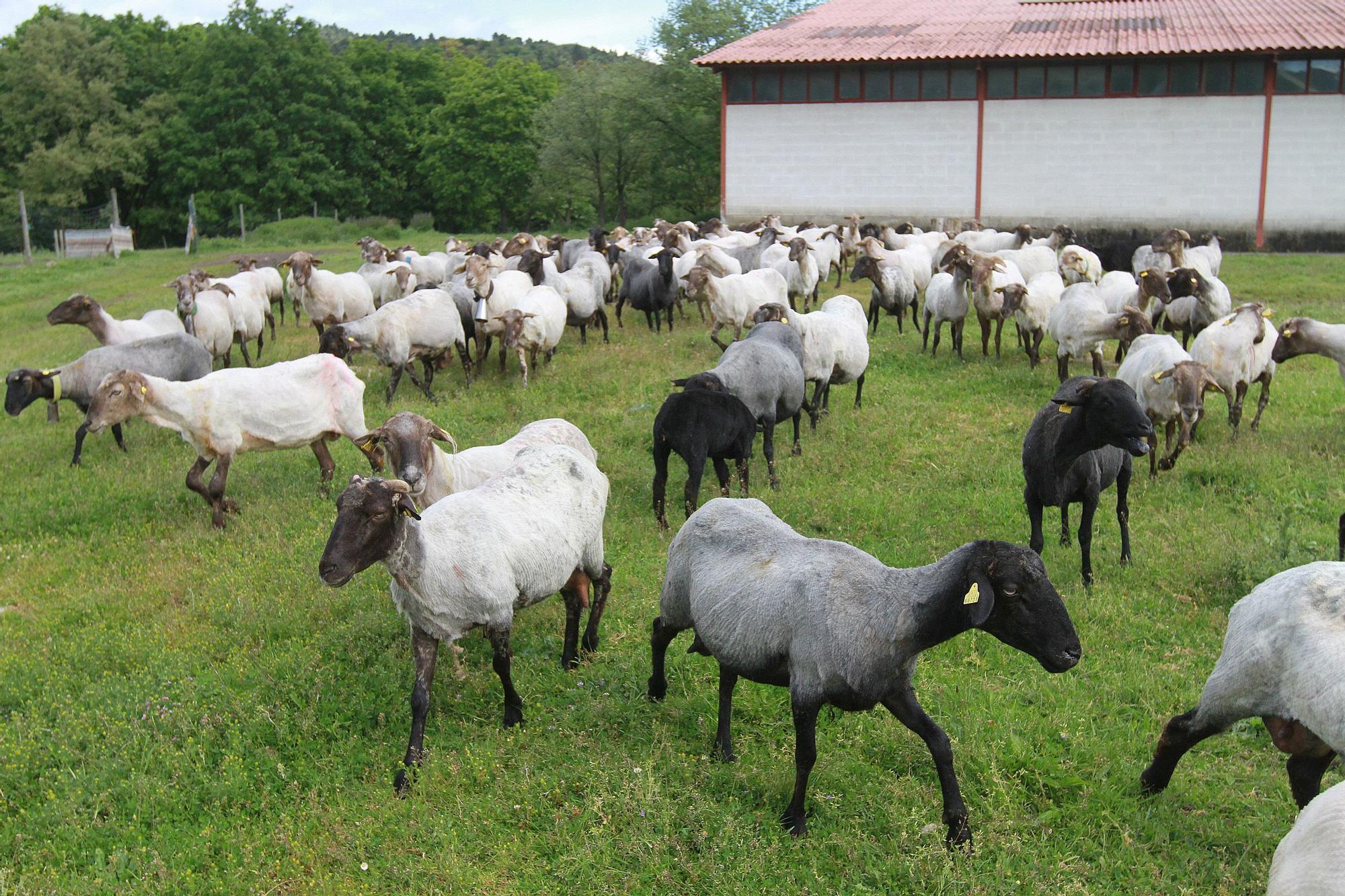 La variedad de oveja lechera de O Rexo es la latxa, vasca.  // IÑAKI OSORIO