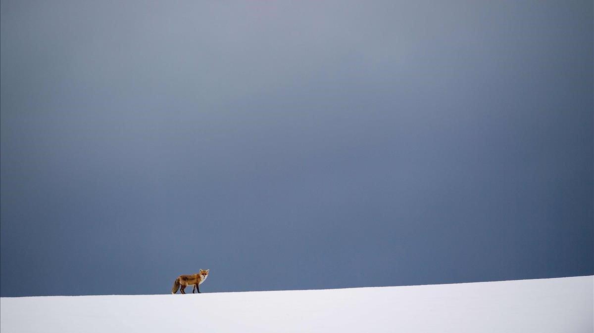 Zorro fotografiado en campo cubierto de nieve en Erkenbollingen, en el sur de Alemania.