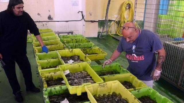 Subasta en la lonja de contratación de Cambados.
