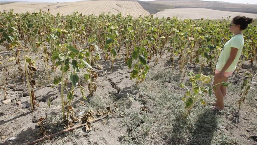 Preocupación en Asaja por la sequía y los daños que está produciendo en el campo