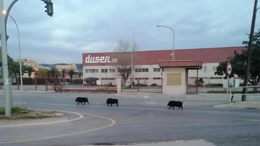 Se hace viral la imagen de una familia de animales salvajes que se pasea por Castelló