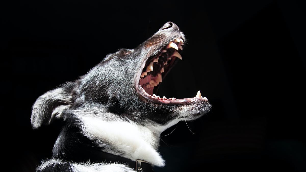 Los perros pueden ladrar por diferentes motivos.