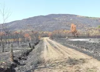 La Xunta asume ya la gestión de 135 fincas sin dueño en polígonos agroforestales y aldeas modelo