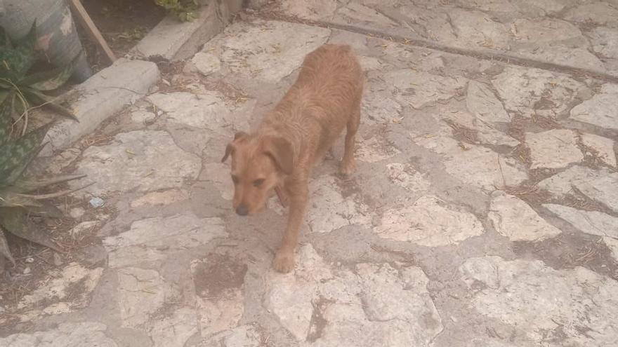 Solicitan ayuda ciudadana para encontrar a un perro perdido mientras su dueño se encontraba en la UCI de Inca