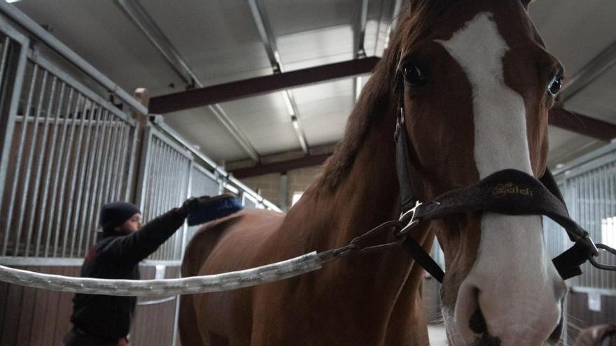 Equus Duri retoma la competición a finales de mes