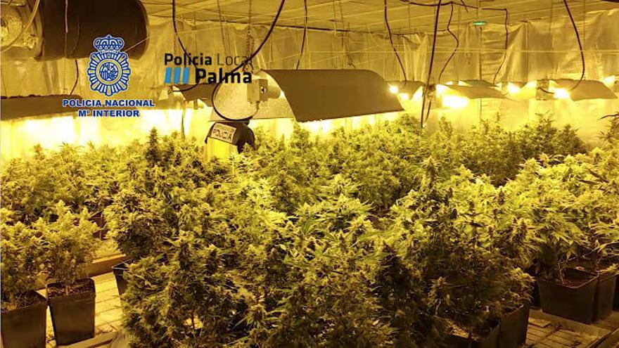 La Policía desmantela los centros de producción de marihuana del clan del Pablo en La Soledat