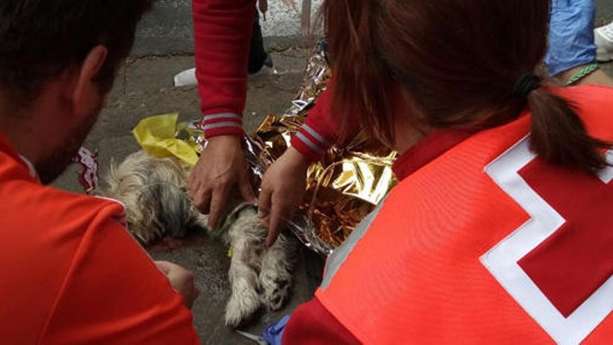 Voluntarios de Cruz Roja atienden en Valencia a una perra atropellada