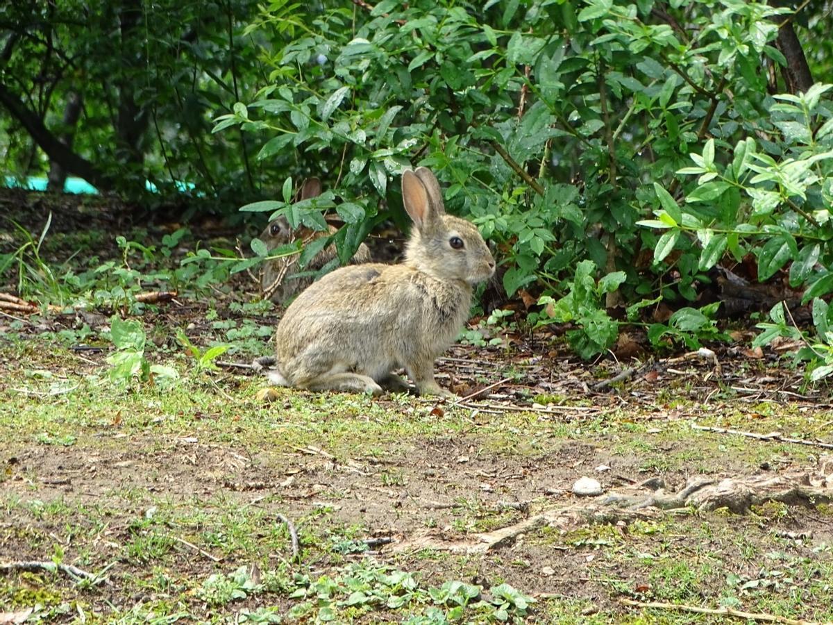 Imagen de un grupo de conejos en el campo.