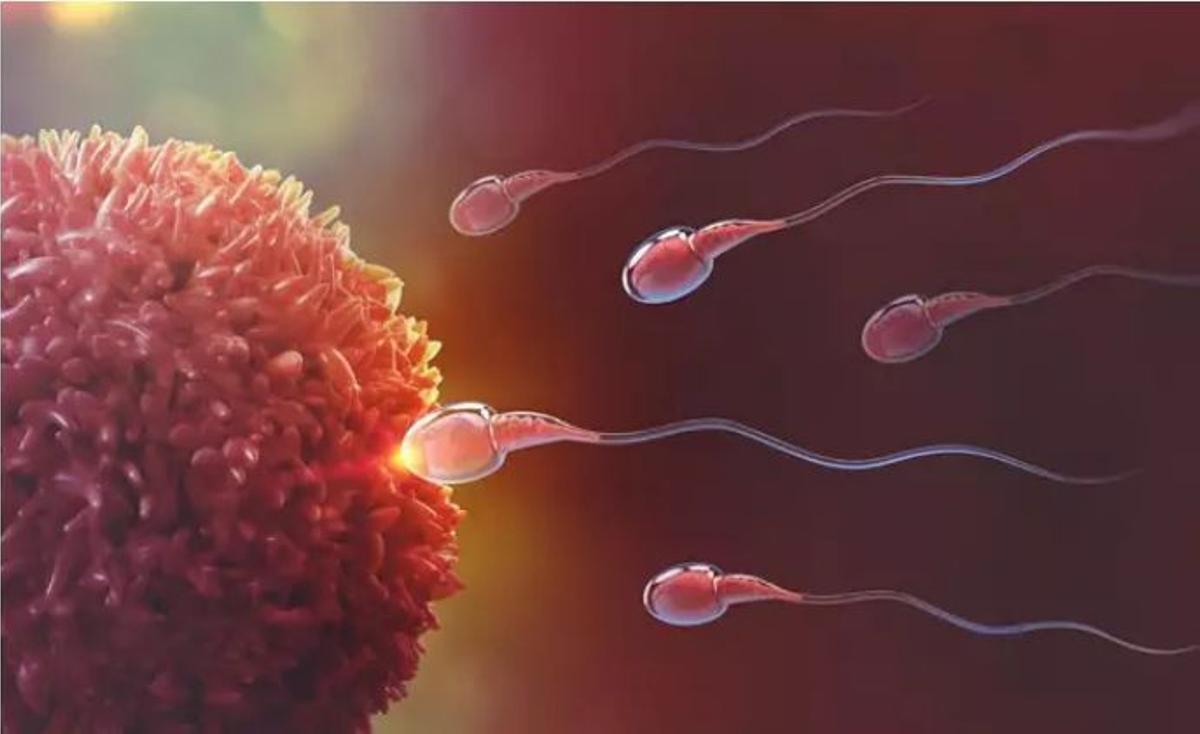 Representación de espermatozoides fecundando un óvulo