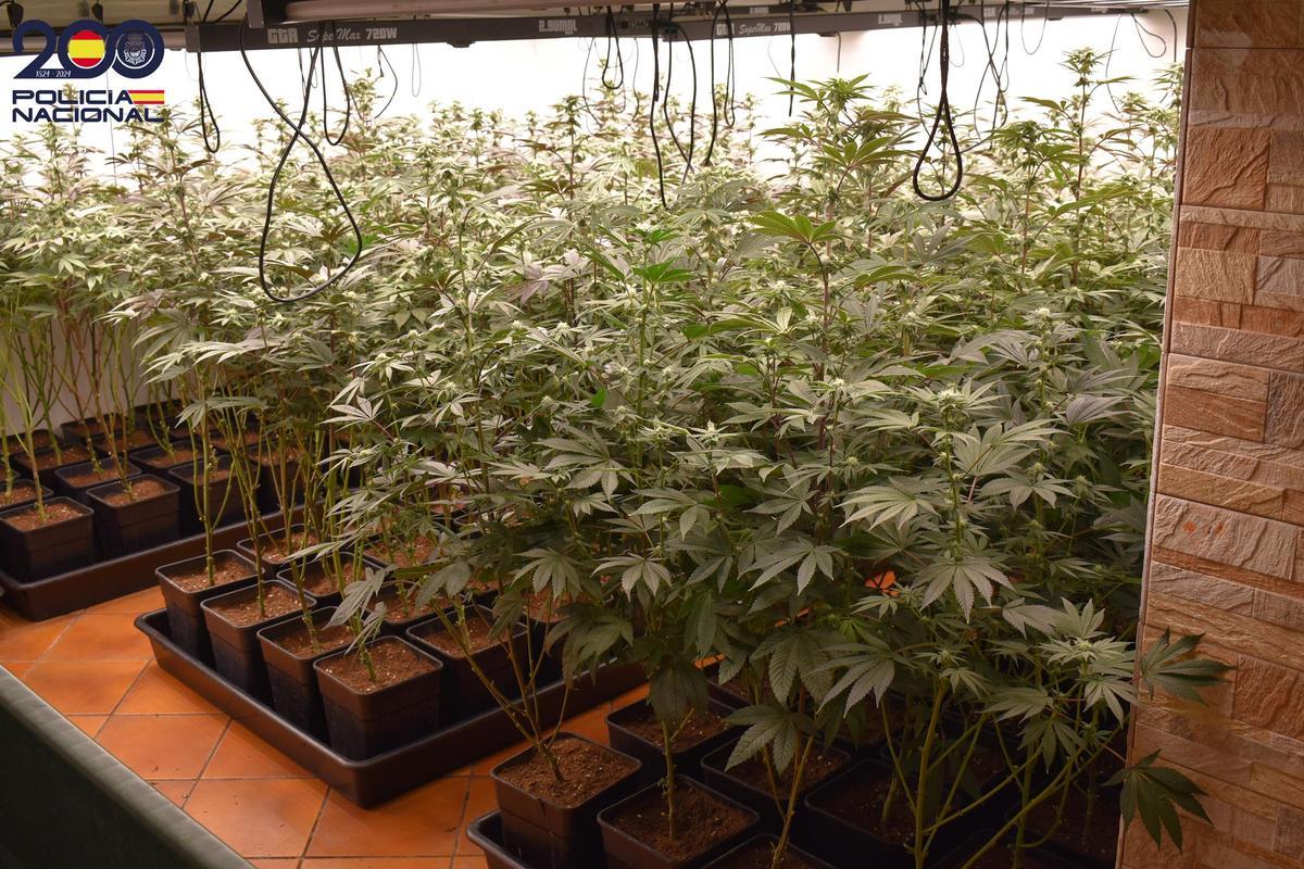 Les plantes de marihuana de Fogars de la Selva