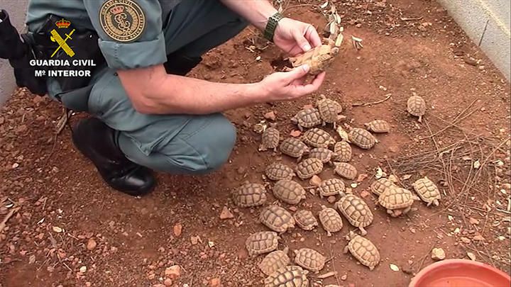 Polizei fasst Schildkröten-Schmuggler