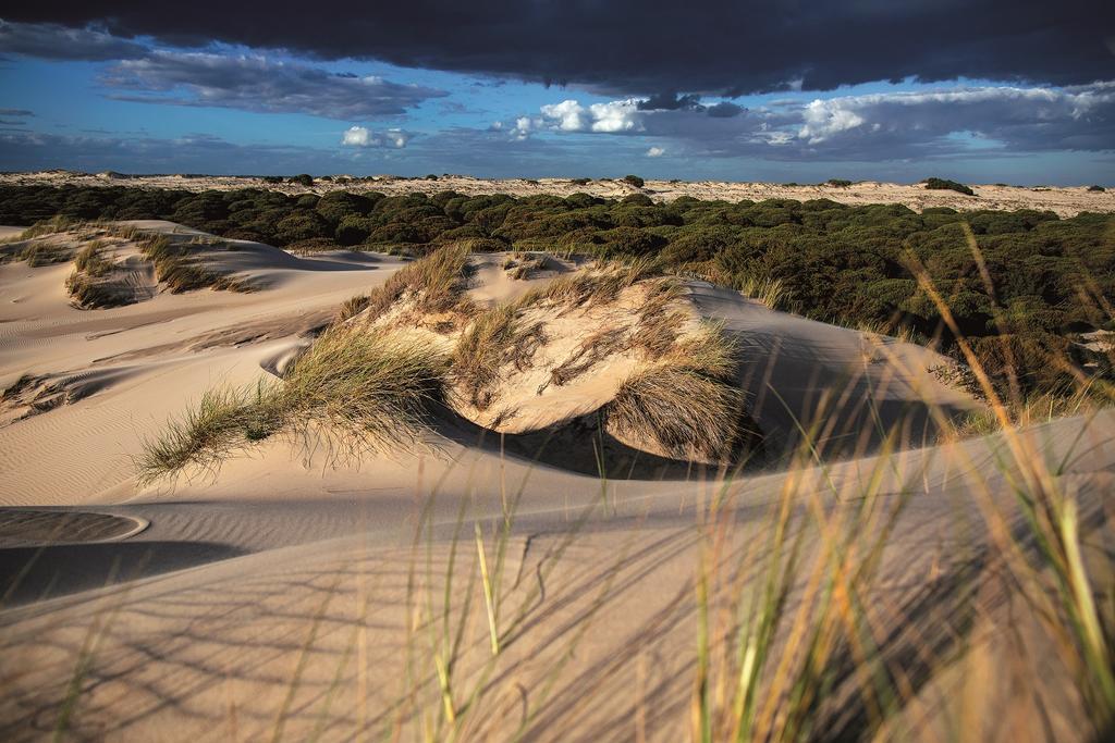 Dunas móviles de Doñana.