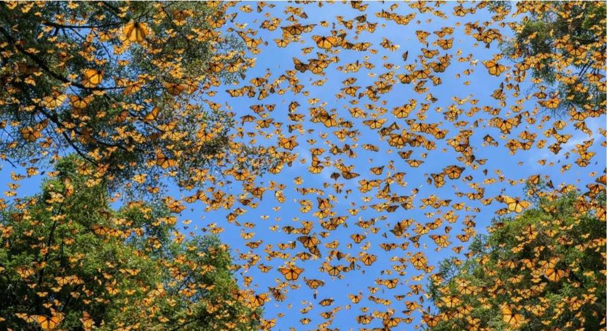 Migració de papallones monarca