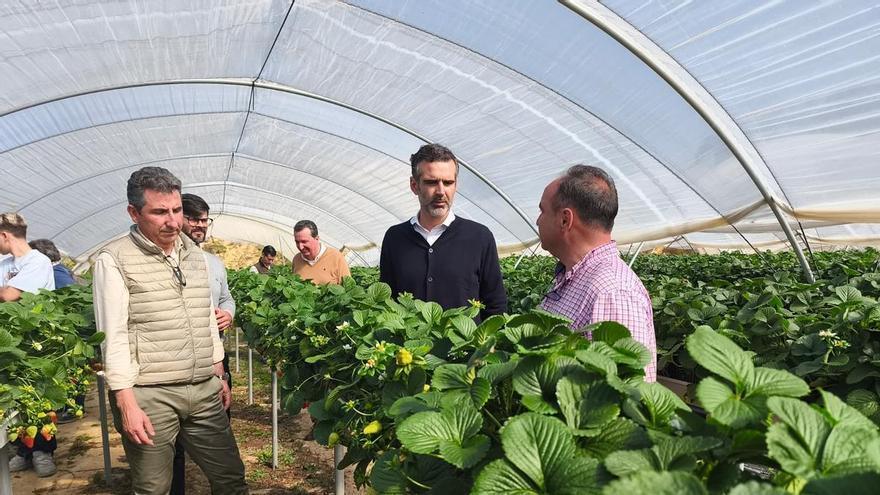 El impacto económico de los frutos rojos de Huelva: sólo en un año se han vendido 1.450 millones de euros