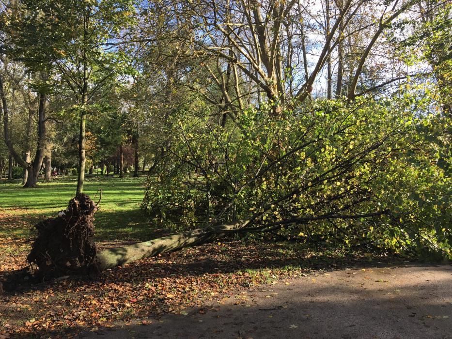 Arboles caídos en el parque de Isabel la Católica en Gijón.