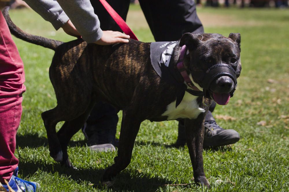 III Feria del Bienestar Animal en Valencia