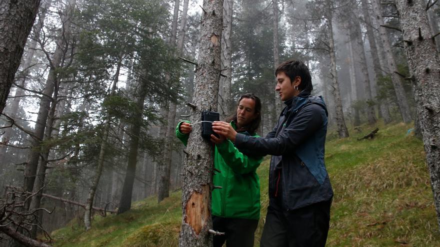 Comencen els treballs d&#039;estudi i preservació de boscos de pi negre al Ripollès en el marc d&#039;un projecte europeu